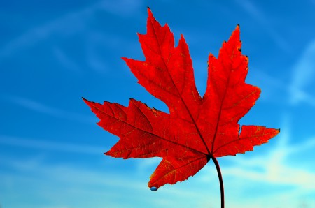Leafe Clan